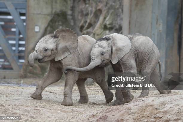 Bergzoo Halle afrikanische Elefanten Tamika mit Ayo Tierkind Tierkinder Elefantenbaby Jungtier Jungtiere