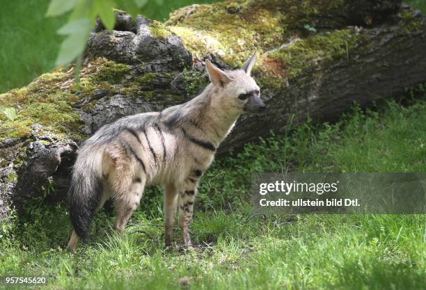 Bergzoo Halle / zum ersten Mal hat der Bergzoo ein Pärchen Erdwölfe Erdwolf europaweit gibt es nur 14 Tiere in den Zoos