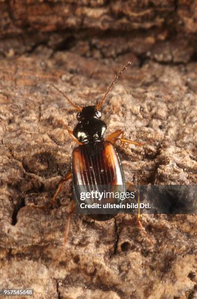 Käfer Laufkäfer Carabidae Bembidion tetracolum Großer Kreuz-Ahlenläufer Insekt Insekten Tier Tiere Naturschutz geschützte Art Macroaufnahme...