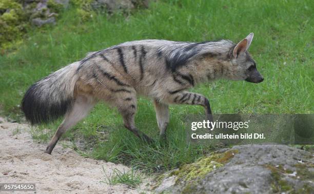 Bergzoo Halle / zum ersten Mal hat der Bergzoo ein Pärchen Erdwölfe Erdwolf europaweit gibt es nur 14 Tiere in den Zoos