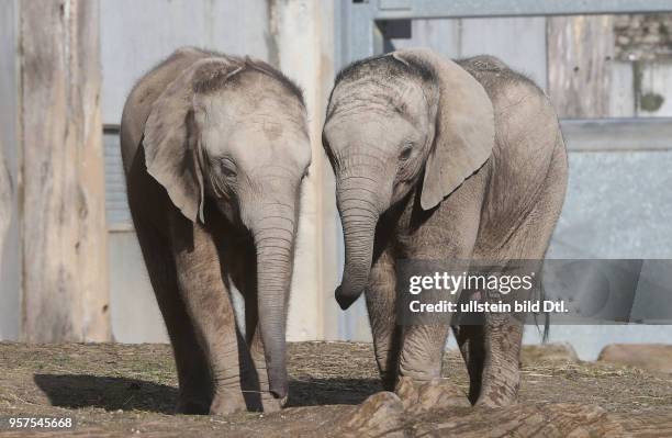 Bergzoo Halle afrikanische Elefanten Tamika mit Ayo Tierkind Tierkinder Elefantenbaby Jungtier Jungtiere