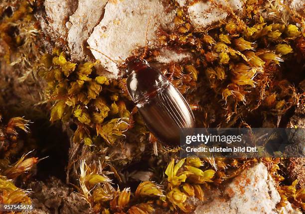 Käfer Laufkäfer Carabidae Amara bifrons Brauner Punkthals-Kamelläufer Insekt Insekten Tier Tiere Naturschutz geschützte Art Macroaufnahme...