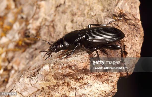 Käfer Laufkäfer Carabidae Pterostichus melanarius Gemeiner Grabkäfer Insekt Insekten Tier Tiere Naturschutz geschützte Art Macroaufnahme...