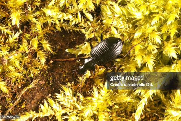 Käfer Laufkäfer Carabidae Schwarzer Enghalskäfer Herzschildkäfer Ähnlicher Putzläufer Limodromus assimilis Insekt Insekten Tier Tiere Naturschutz...