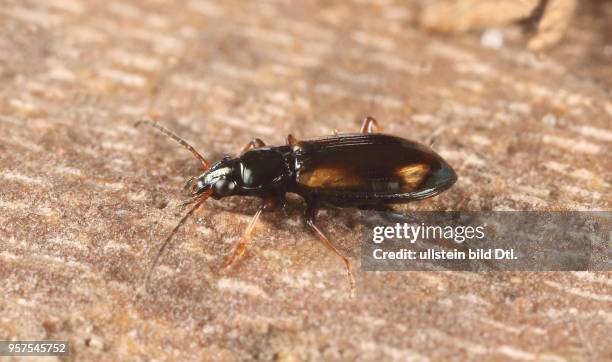 Käfer Laufkäfer Carabidae Kleiner Kreuz-Ahlenläufer Bembidion femoratum Insekt Insekten Tier Tiere Naturschutz geschützte Art Macroaufnahme...