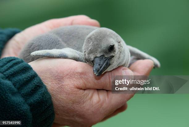 Bergzo Halle Humboldt-Pinguin Spheniscus humboldti Humboldtpinguin Humboldt-Pinguine Humboldtpinguine Seit dem 27.3.2017 schlüpften auf der...