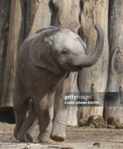 Bergzoo Halle afrikanische Elefanten Tamika Tierkind Tierkinder Elefantenbaby Jungtier Jungtiere