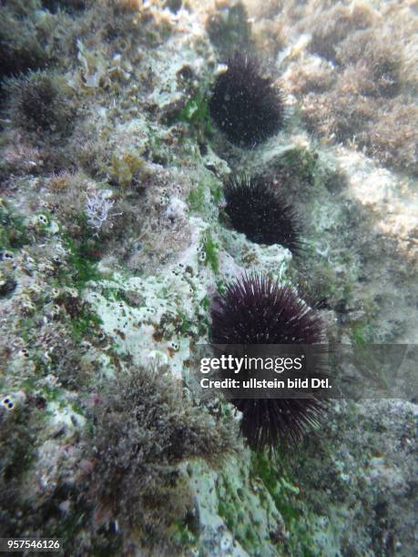 Kroatien Istrien Labin Mittelmeer Adria Fisch Fische Unterwasseraufnahme schwarze Seeigel Mittelmeer-Seeigel schwarzer Seeigel Arbacia pustulata