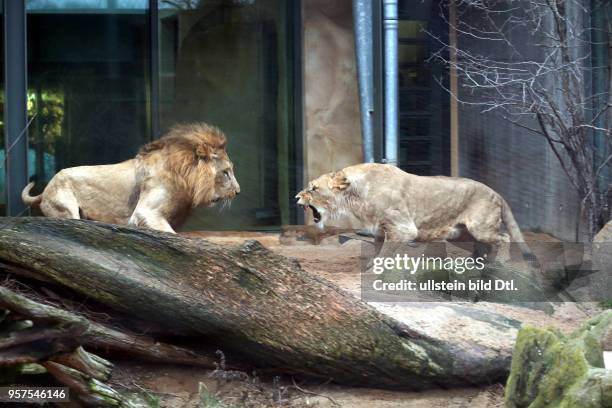 Bergzoo Halle // Die Löwen Akinda und Nyla wurden heute zum erstenmal zusammengelassen Löwe Angolalöwe Angolalöwen