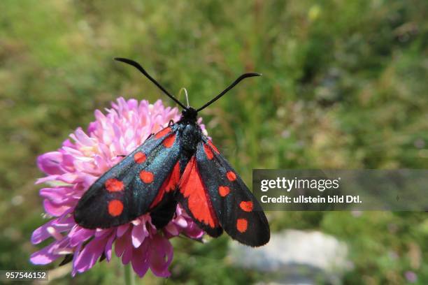 Kroatien Istrien Labin Mittelmeer Adria Sechsfleck-Widderchen Zygaena filipendulae Blutströpfchen Erdeichel-Widderchen Schmetterling Falter Insekt...