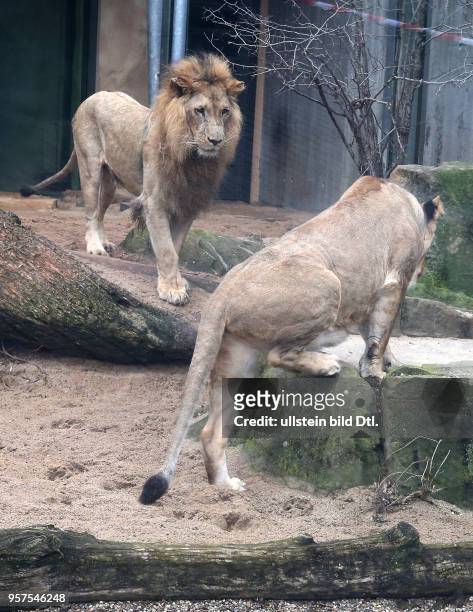 Bergzoo Halle // Die Löwen Akinda und Nyla wurden heute zum erstenmal zusammengelassen Löwe Angolalöwe Angolalöwen