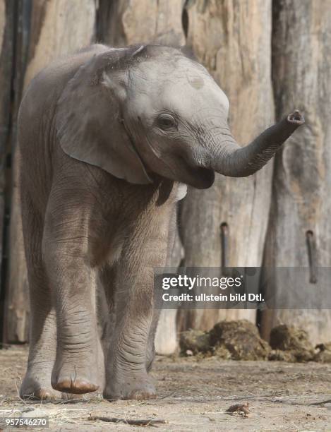 Bergzoo Halle afrikanische Elefanten Tamika Tierkind Tierkinder Elefantenbaby Jungtier Jungtiere