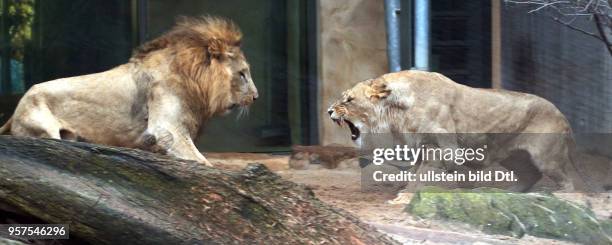 Bergzoo Halle // Die Löwen Akinda und Nyla wurden heute zum erstenmal zusammengelassen Löwe Angolalöwe Angolalöwen