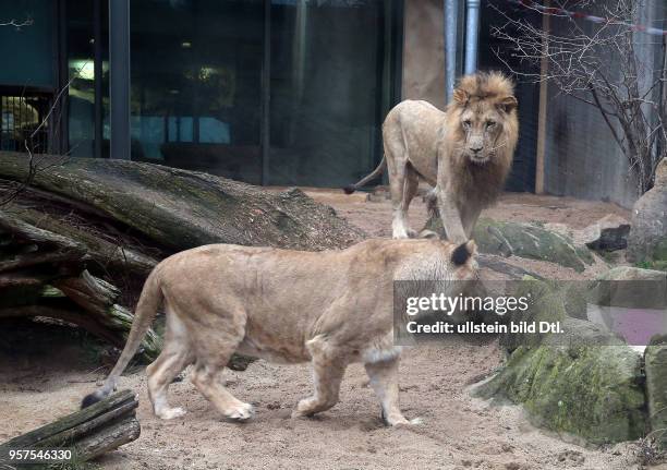 Bergzoo Halle // Die Löwen Akinda und Nyla wurden heute zum erstenmal zusammengelassen Löwe Angolalöwe Angolalöwen