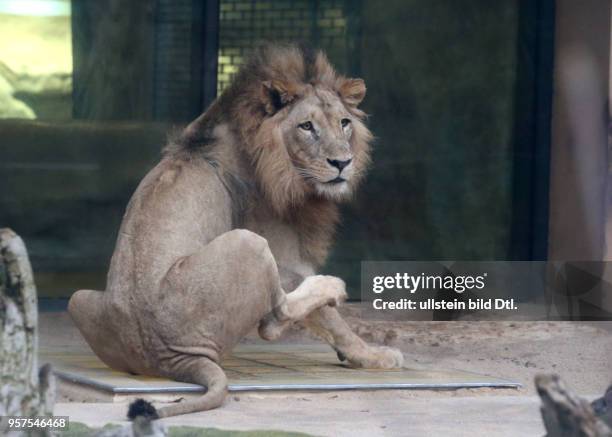 Bergzoo Halle // Die Löwen Akinda und Nyla wurden heute zum erstenmal zusammengelassen Löwe Angolalöwe Angolalöwen Foto: Akinda