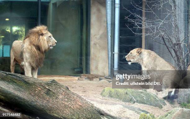 Bergzoo Halle // Die Löwen Akinda und Nyla wurden heute zum erstenmal zusammengelassen Löwe Angolalöwe Angolalöwen