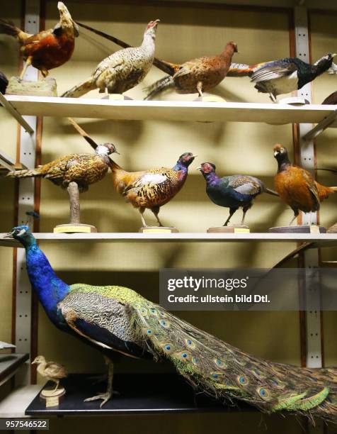 Zoologisches Institut Sitz der Zoologischen Sammlungen der Martin Luther Universität Die Sammlungen erhielten viele Tierpräparate aus der aufgelösten...