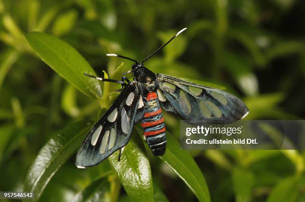 Schmetterling Syntomidae Falter neue Schmetterlingsart aus Südafrika Soutpansberg Amata schellhorni