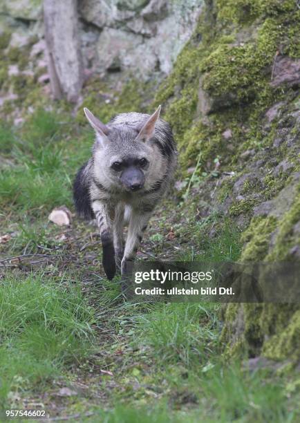 Bergzoo Halle / zum ersten Mal hat der Bergzoo ein Pärchen Erdwölfe Erdwolf europaweit gibt es nur 14 Tiere in den Zoos