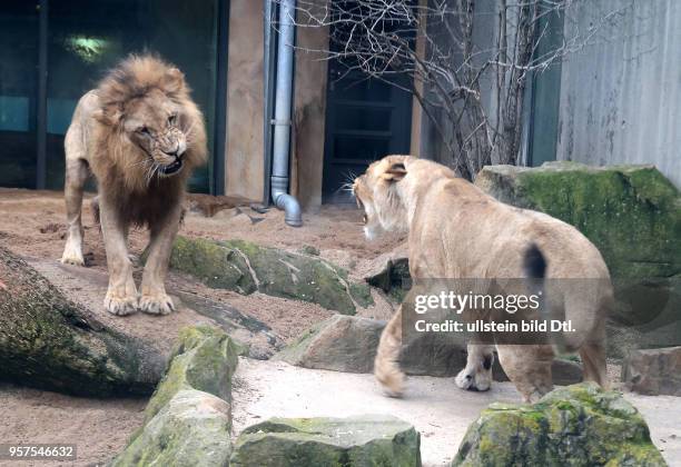 Bergzoo Halle // Die Löwen Akinda und Nyla wurden heute zum erstenmal zusammengelassen Löwe Angolalöwe Angolalöwen