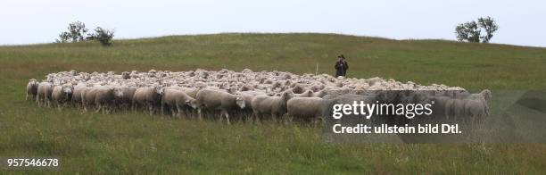 Bundesweites Leistungshüten der Schäfer in der Franzigmark Schafe hüten Schafsrasse Rasse ile de France Wettbewerb der Azubis Azubi Lehrling...