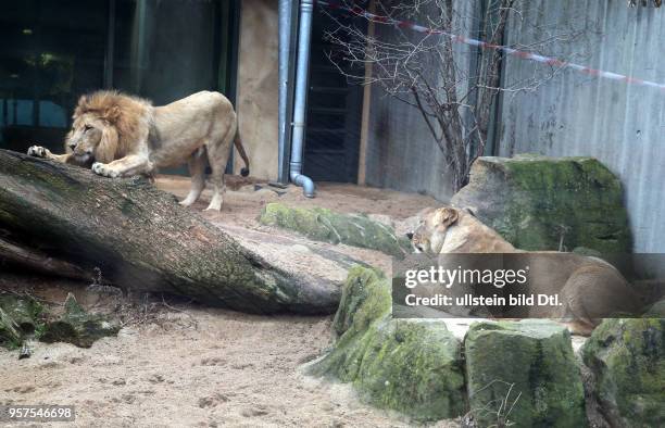 Bergzoo Halle // Die Löwen Akinda und Nyla wurden heute zum erstenmal zusammengelassen Löwe Angolalöwe Angolalöwen