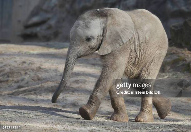 Bergzoo Halle afrikanische Elefanten Tamika Tierkind Tierkinder Elefantenbaby Jungtier Jungtiere