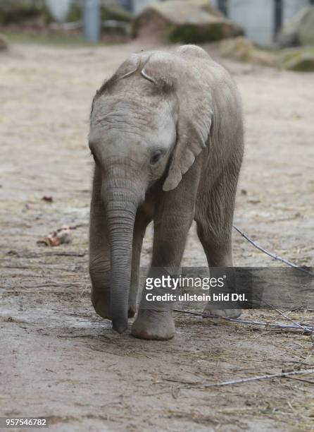 Bergzoo Halle afrikanische Elefanten Tamika Tierkind Tierkinder Elefantenbaby Jungtier Jungtiere