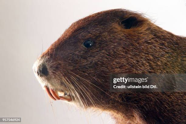 Zoologisches Institut Sitz der Zoologischen Sammlungen der Martin Luther Universität Die Sammlungen erhielten viele Tierpräparate aus der aufgelösten...