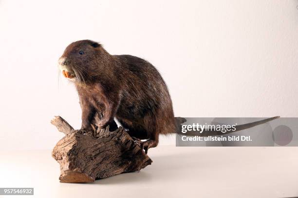 Zoologisches Institut Sitz der Zoologischen Sammlungen der Martin Luther Universität Die Sammlungen erhielten viele Tierpräparate aus der aufgelösten...