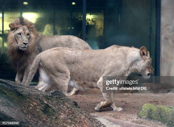 Bergzoo Halle // Die Löwen Akinda und Nyla wurden heute zum erstenmal zusammengelassen Löwe Angolalöwe Angolalöwen