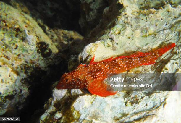 Kroatien Istrien Labin Mittelmeer Adria Fisch Fische Unterwasseraufnahme Roter Spitzkopfschleimfisch Tripterygion tripteronotum