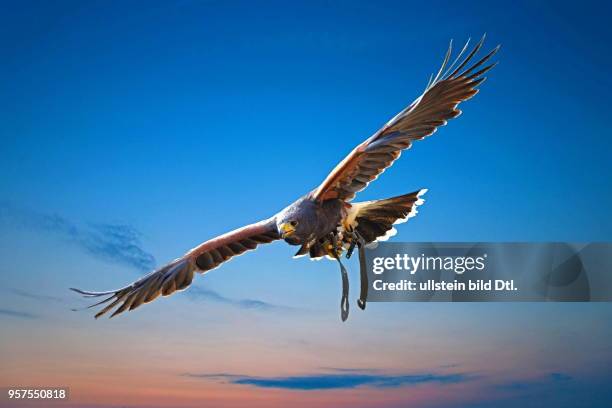 Approaching Hawk Angermund Photos and Premium High Res Pictures - Getty Images