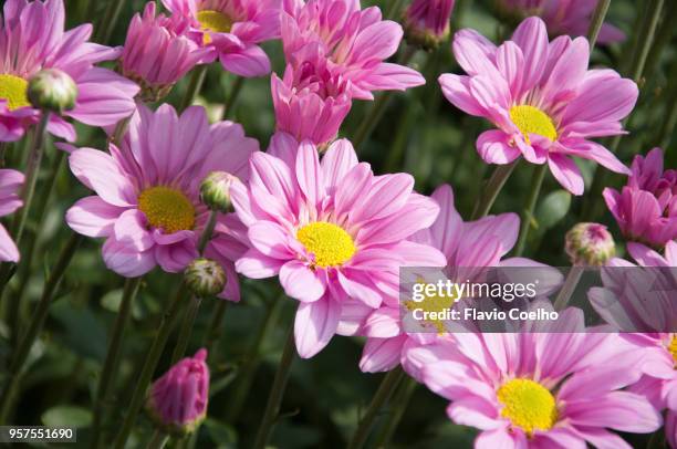 close-up of pink chrysanthemums - campinas bildbanksfoton och bilder