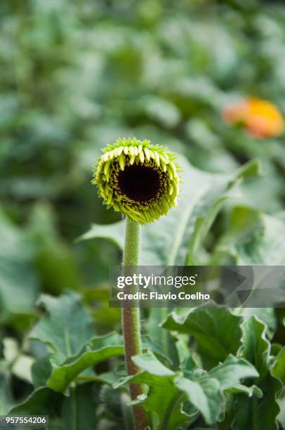 gerbera flower bud blossoming - radial symmetry stock pictures, royalty-free photos & images