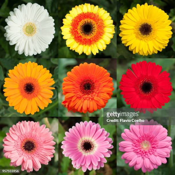 white, yellow, orange, red and pink gerbera daisies - radial symmetry stock pictures, royalty-free photos & images