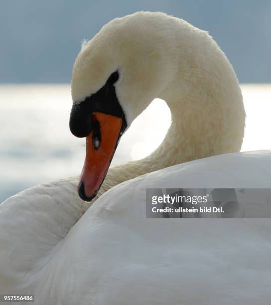 Swan, Malcesine, Gardasee, Italy