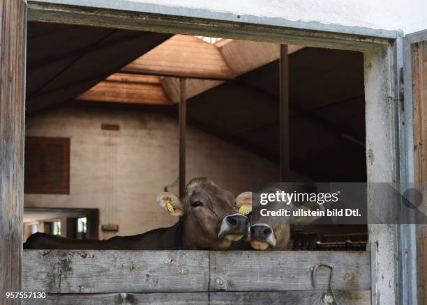 Cow's, cowshed - Apfeldorf, Germany, June 22, 2016.