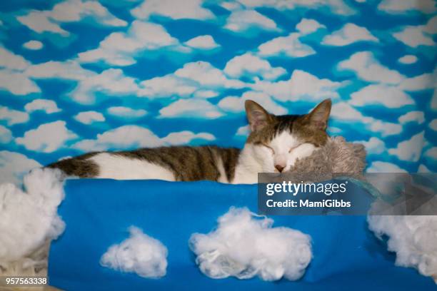 cat - mamigibbs stock pictures, royalty-free photos & images