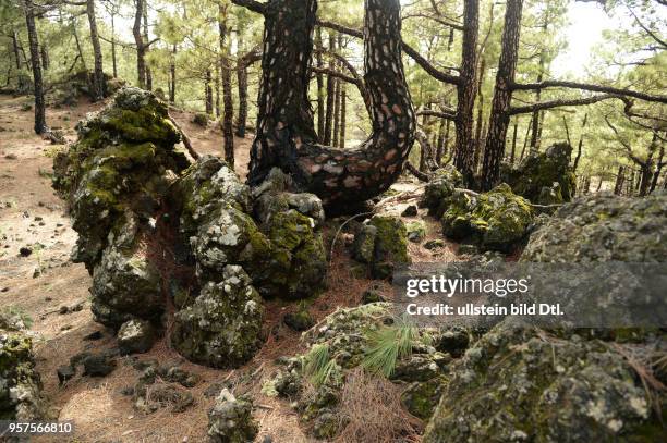 Spanien, La Palma: Landschaft des Lavafeldes El Jable an der Cumbre Nueva.