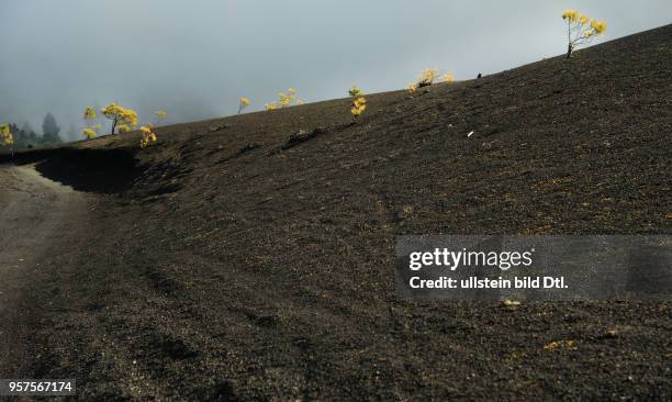 Spanien, La Palma: Landschaft des Lavafeldes El Jable an der Cumbre Nueva.