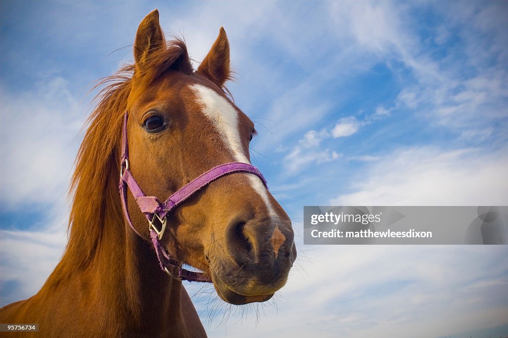 Face of a brown horse in front of a blue sky with clouds