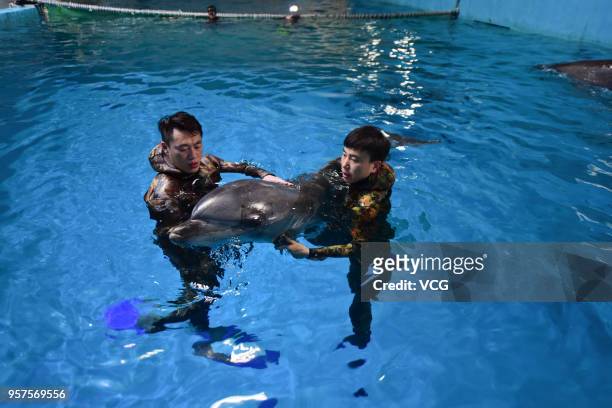 Trainers help bottlenose dolphins adapt to new surroundings at Penglai Polar Ocean World imported on May 11, 2018 in Yantai, Shandong Province of...