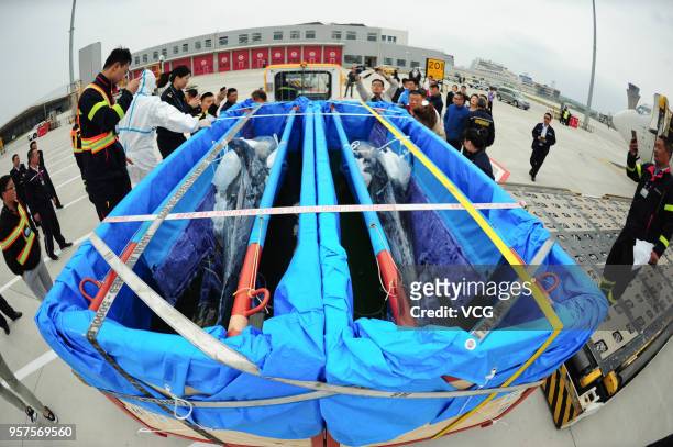 Working staff transfer bottlenose dolphins on a charted flight at Penglai International Airport on May 11, 2018 in Yantai, Shandong Province of...