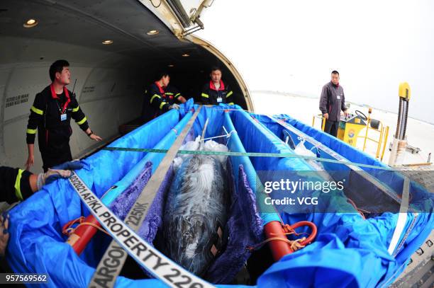 Working staff transfer bottlenose dolphins on a charted flight at Penglai International Airport on May 11, 2018 in Yantai, Shandong Province of...