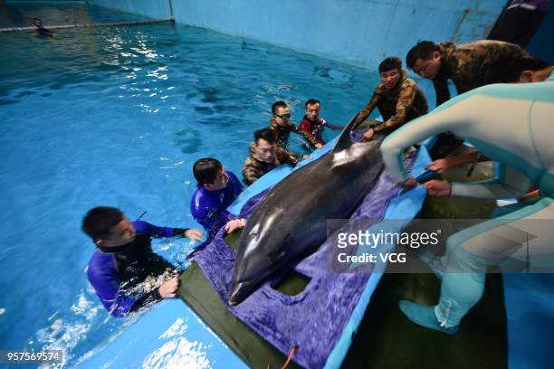 Trainers help bottlenose dolphins adapt to new surroundings at Penglai Polar Ocean World imported on May 11, 2018 in Yantai, Shandong Province of...