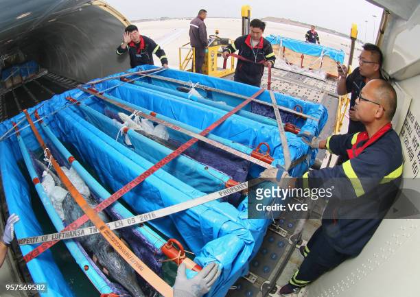 Working staff transfer bottlenose dolphins on a charted flight at Penglai International Airport on May 11, 2018 in Yantai, Shandong Province of...