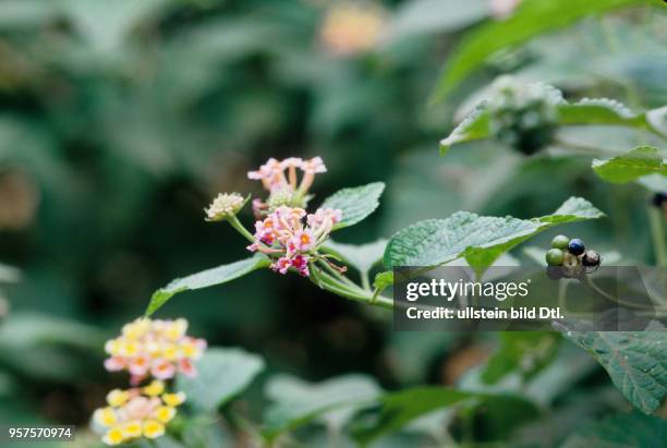 Lantana camara . -