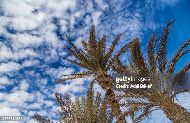 detail of palm tree and blue sky (morocco, marrakesh) - dirham stock pictures, royalty-free photos & images