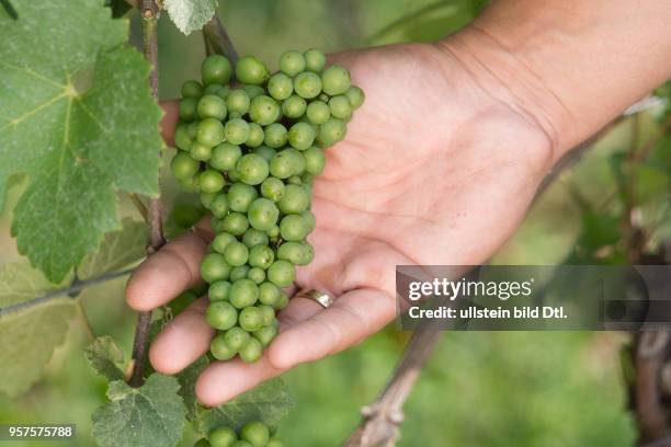 Reifende Schwarzriesling-Traube, gedüngt mit Kot der heimischen Fledermaus "Großes Mausohr"; aus dem Erlös des Fledermausweins von Michael Völker...